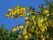 Mi son goduto la peonia dello Zucco e non solo ! – 25magg26 - FOTOGALLERY